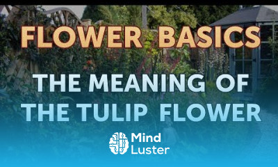 The Meaning of the Tulip Flower