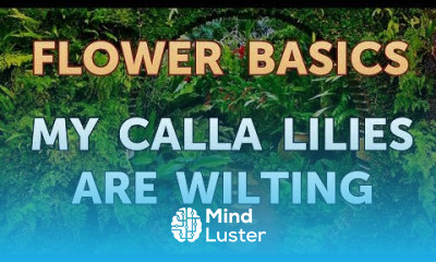 My Calla Lilies Are Wilting