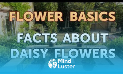 Facts About Daisy Flowers