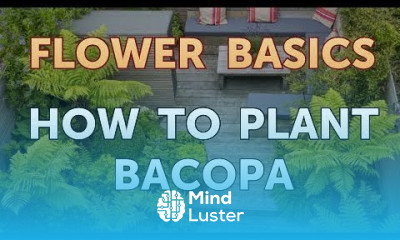 How to Plant Bacopa