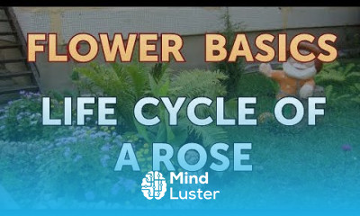 Life Cycle of a Rose