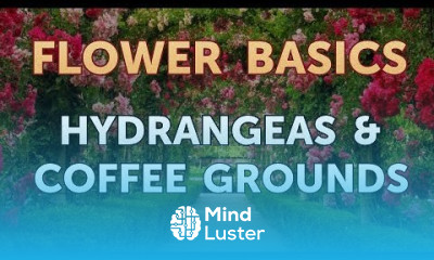 Hydrangeas Coffee Grounds