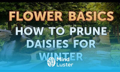 How to Prune Daisies for Winter