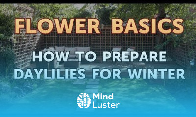 How to Prepare Daylilies for Winter