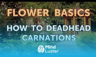 How to Deadhead Carnations