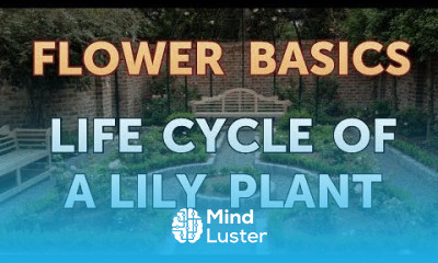 Learn Life Cycle of a Lily Plant - Mind Luster