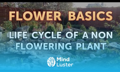 Learn Life Cycle of a Non Flowering Plant - Mind Luster