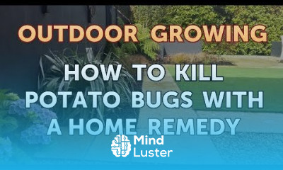 How to Kill Potato Bugs With a Home Remedy