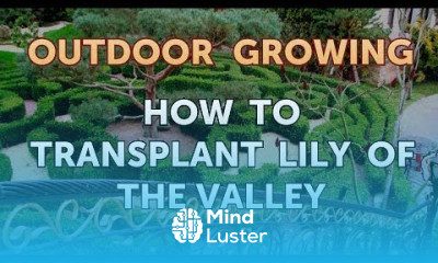 How to Transplant Lily of the Valley