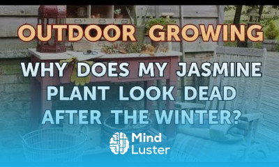 Why Does My Jasmine Plant Look Dead After the Winter