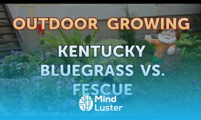 Kentucky Bluegrass Vs Fescue