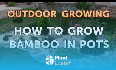 How to Grow Bamboo in Pots