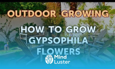 How to Grow Gypsophila Flowers