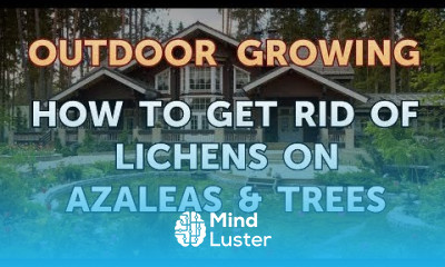 How to Get Rid of Lichens on Azaleas Trees