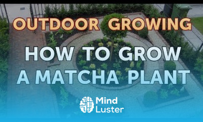 How to Grow a Matcha Plant