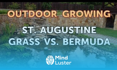 St Augustine Grass Vs Bermuda
