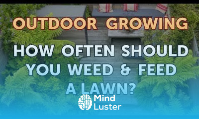 How Often Should You Weed Feed a Lawn