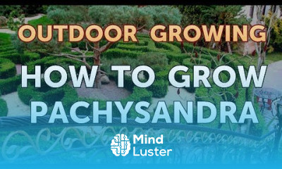 How to Grow Pachysandra