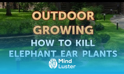 How to Kill Elephant Ear Plants