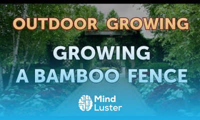 Growing a Bamboo Fence