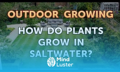 How Do Plants Grow in Saltwater