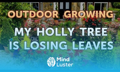 My Holly Tree Is Losing Leaves