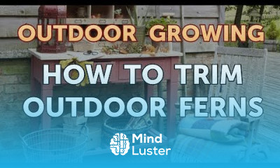 How to Trim Outdoor Ferns