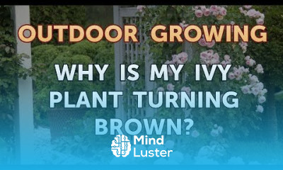 Why Is My Ivy Plant Turning Brown