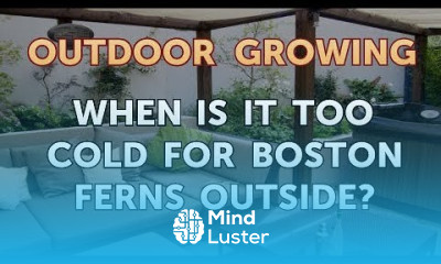 When Is it Too Cold for Boston Ferns Outside