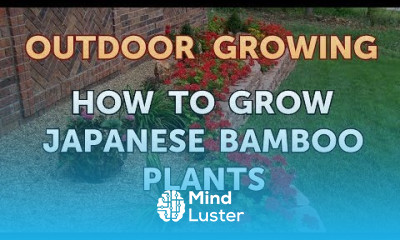 How to Grow Japanese Bamboo Plants
