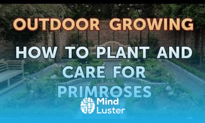 How to Plant and Care for Primroses