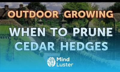 When to Prune Cedar Hedges