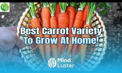Growing Carrots Best Carrot Variety You MUST Grow in your garden