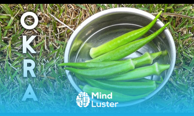 How to grow and harvest Okra Gumbo or Ladies Finger plus recipe