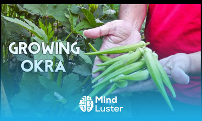 Growing Okra in Raised Beds Gumbo Lady s Finger