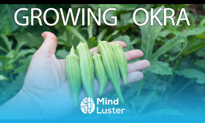 How To Grow Okra Clemson Spineless In Raised Beds