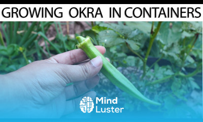 How To Grow Okra In Containers Growing Okra in Pots or Containers