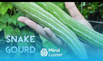 Growing Gourds Part 3 of 5 Snake Gourds