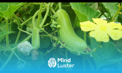 Growing Gourds Part 4 of 5 Bottle Gourds Long Melon or Opo squash