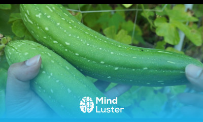 Growing Gourds Part 5 of 5 Sponge Gourds