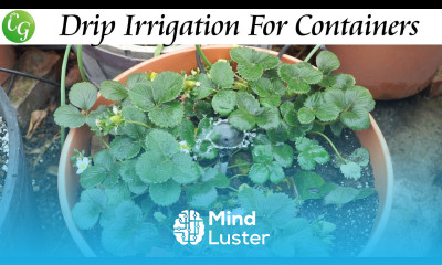 Drip Irrigation Watering System For Containers Setup Instructions
