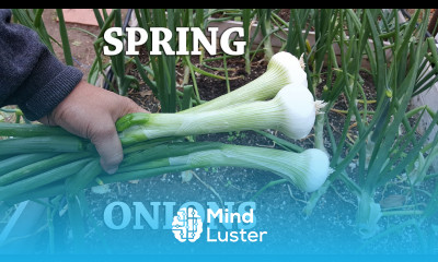 How to grow Spring Onions or Green Onions Growing Crystal White Wax Onions In Raised Beds