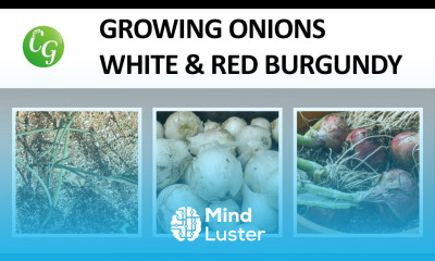 White Onions Burgundy Red Onions Two onion varieties to grow