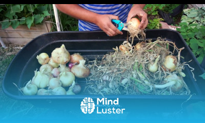 Growing Big Bulb Onions From Seed to Harvest Curing Storing