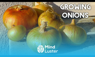 How To Plant Grow Harvest Onions in Whisky Barrel Containers