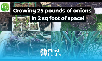 Growing 42 Onions in 2 sq ft space Over 25 lbs Onions Harvested
