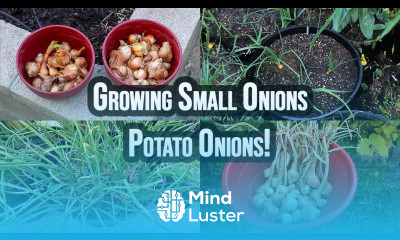 Master Growing Potato Onions Small Onion Big Flavor