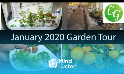 California Gardening January 2020 Garden Tour Gardening Tips