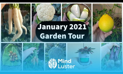 Full Jan 2021 Garden Tour Vegetable Harvests Gardening Tips Grow Light Giveaway Winner