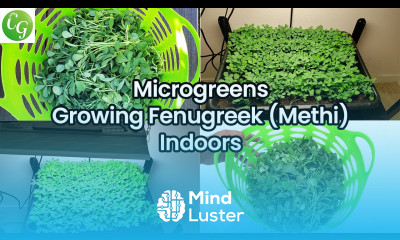 Microgreens Growing Fenugreek at home You can do it How to Grow Methi